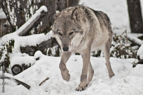 Gray wolf on winter white snow © Mikhail Semenov