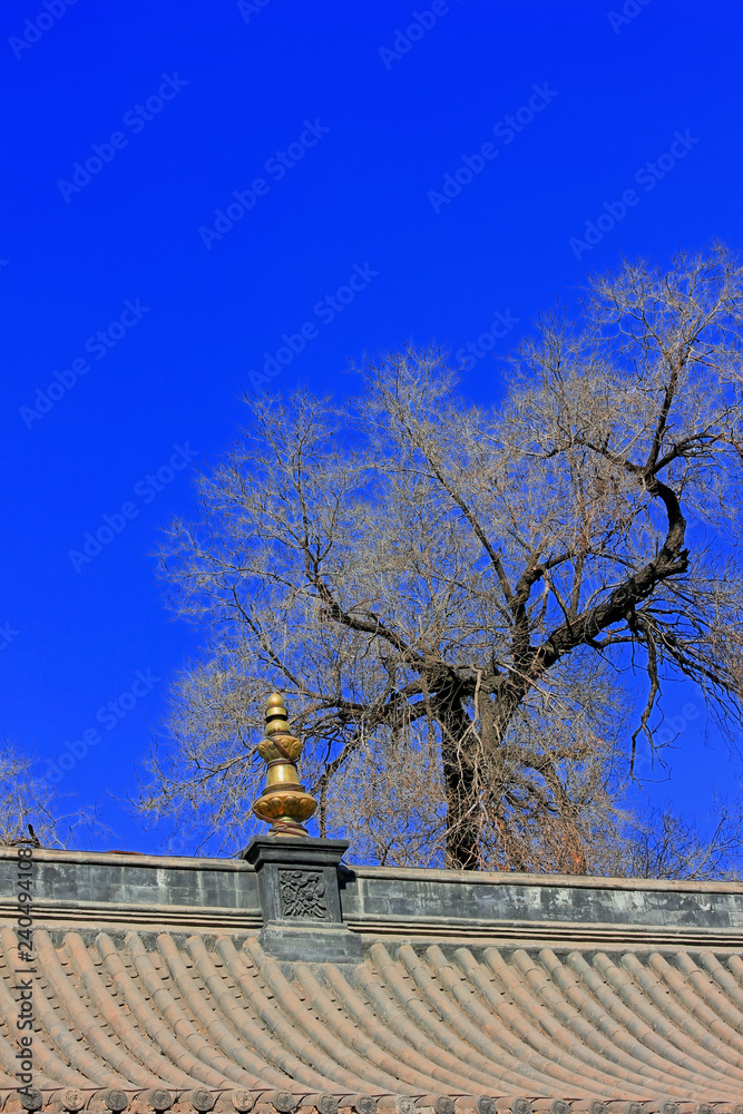 ridge and dead trees in a temple ridge and dead trees in a temple