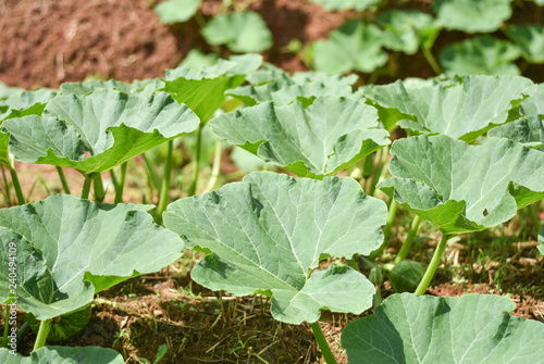 Green leaves of young tiny Japanese pumpkin or dwarf pumpkin in the farm. Other called it winter or autumn squash.