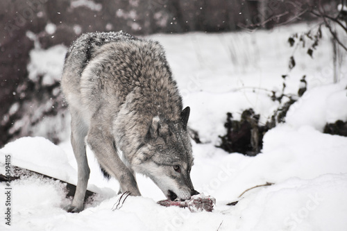 Gray wolf on white snow with a piece of meat. the beast is cautious © Mikhail Semenov