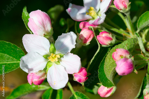 Apple garden