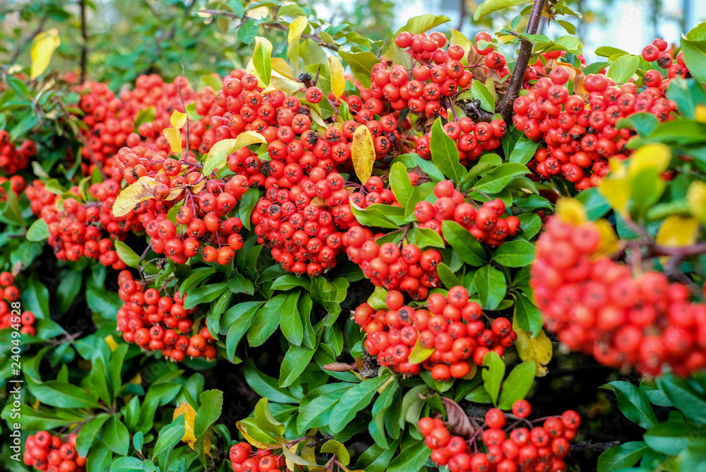 green bush with red berries