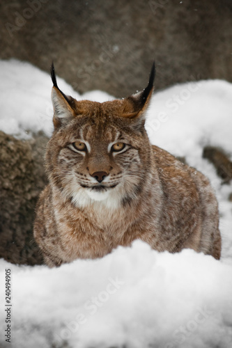 A beautiful and strong wildcat lynx sits quietly (lying) full face in the snow and looks at you laughing eyes.