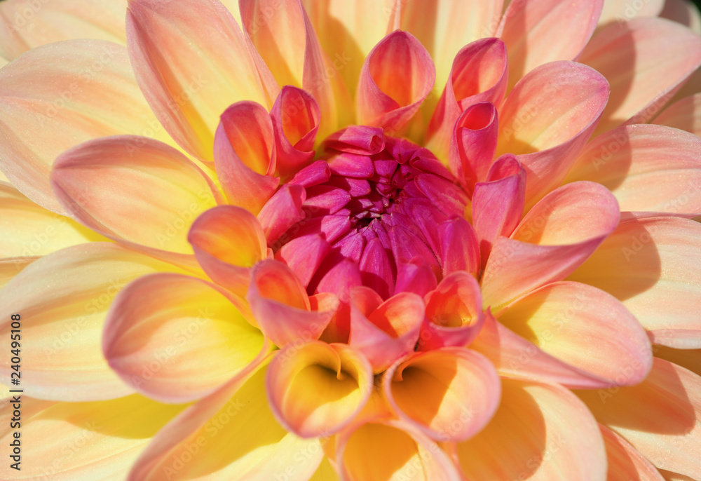 Dahlia flower Dahlia flower