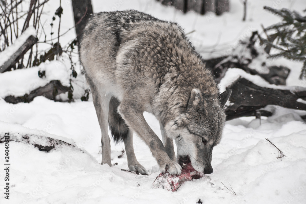 Fototapeta premium Gray wolf on white snow with a piece of meat. the beast is cautious