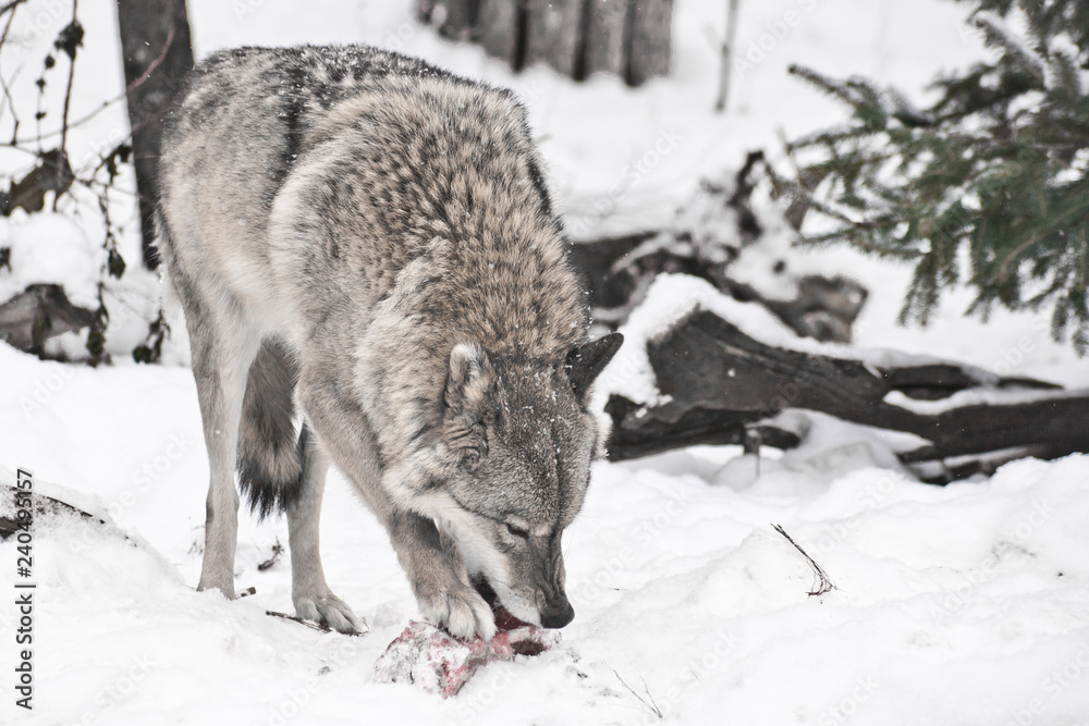 Obraz premium Gray wolf on white snow with a piece of meat. the beast is cautious