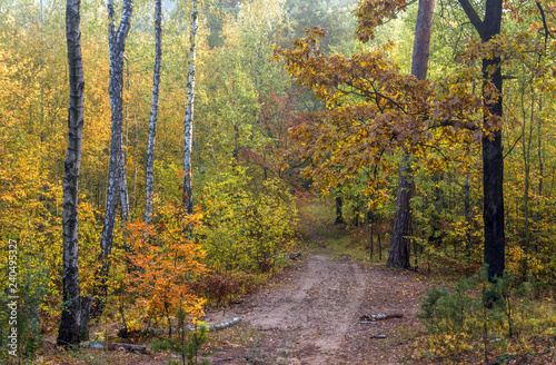 Fototapeta Naklejka Na Ścianę i Meble -  autumn travel. autumn forest. autumn colors. nature. landscape.