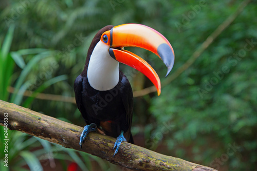 Colorful tucan photo