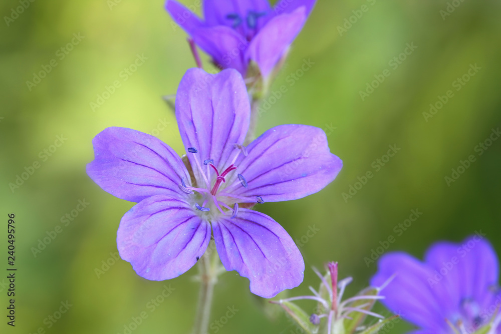 Wood Cranesbill,. Geranium sylvaticum Wood Cranesbill,. Geranium sylvaticum