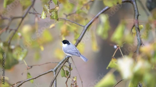 Slow motion of chickadee bird perched on tree branch, high angle view with rain, raining in Virginia, chirping, singing
