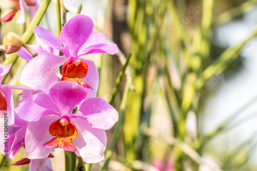 Obraz na płótnie Purple orchids, Vanda teres syn.
