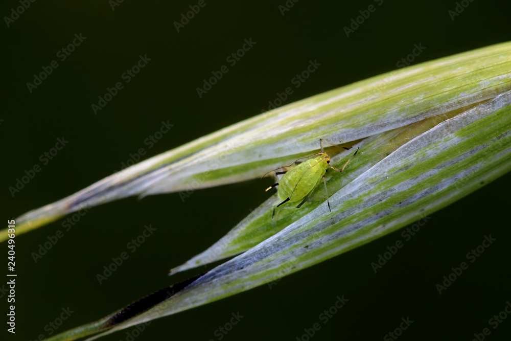 English grain aphid, Sitobion avenae, major pest of grains English grain aphid, Sitobion avenae, major pest of grains