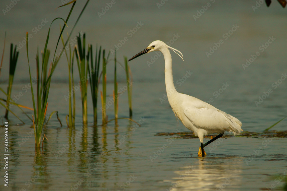 Little egret / Egretta garzetta Little egret / Egretta garzetta
