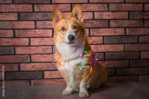 cute dog corgi in studio with brick wall and colored garland