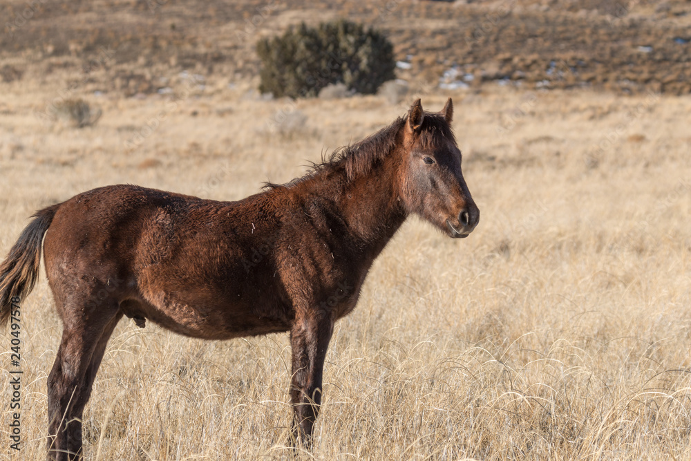 Fototapeta premium Cute wild Horse Foal in the Utah Desert