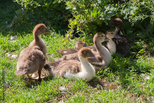 goose and goslings © Эдуард Лазарев