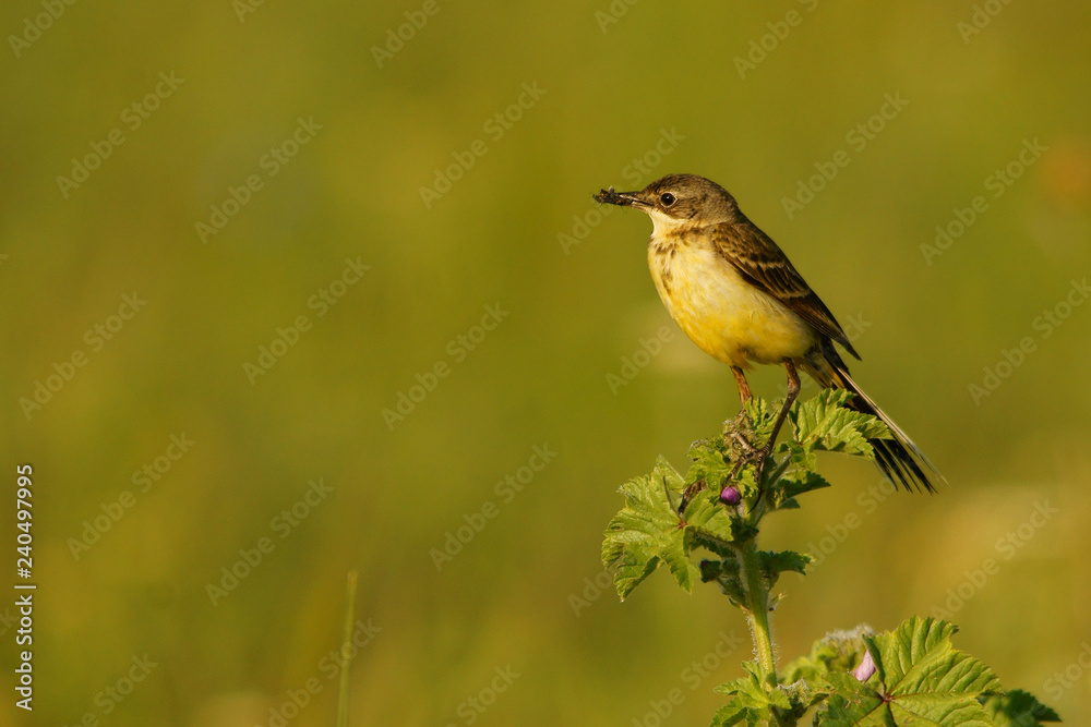Obraz premium Western Yellow Wagtail / Motacilla flava