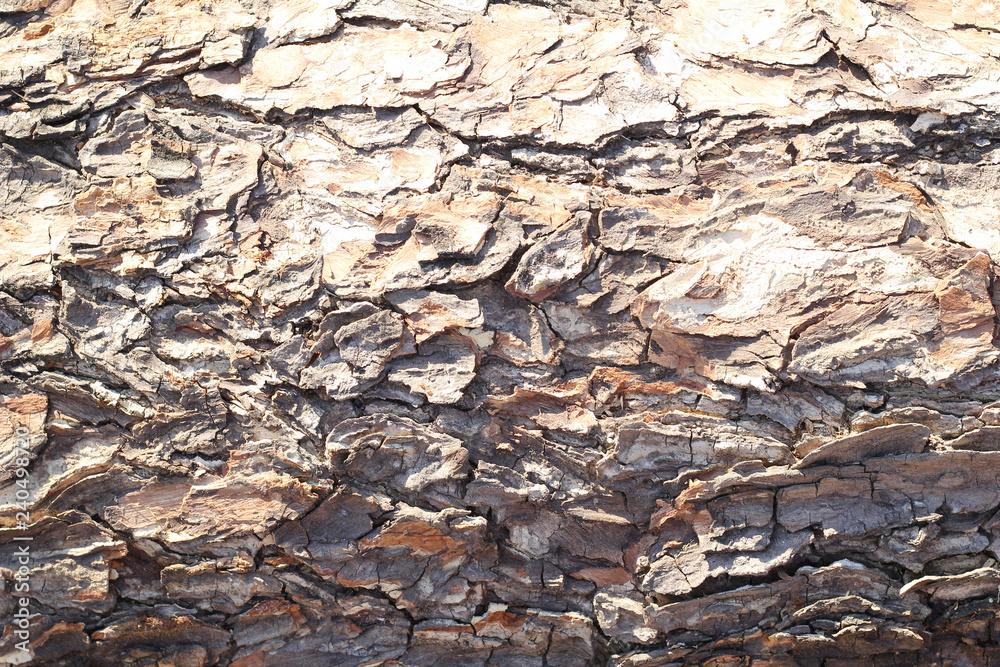 Early skin Samanea saman.Bark skin peeling off the background Early skin Samanea saman.Bark skin peeling off the background