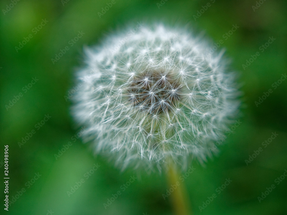 Fototapeta premium dandelion flower in the garden, macro