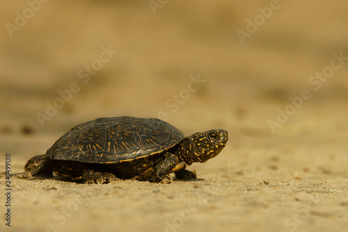 A small turtle goes on the beach. European pond turtle / Emys orbicularis