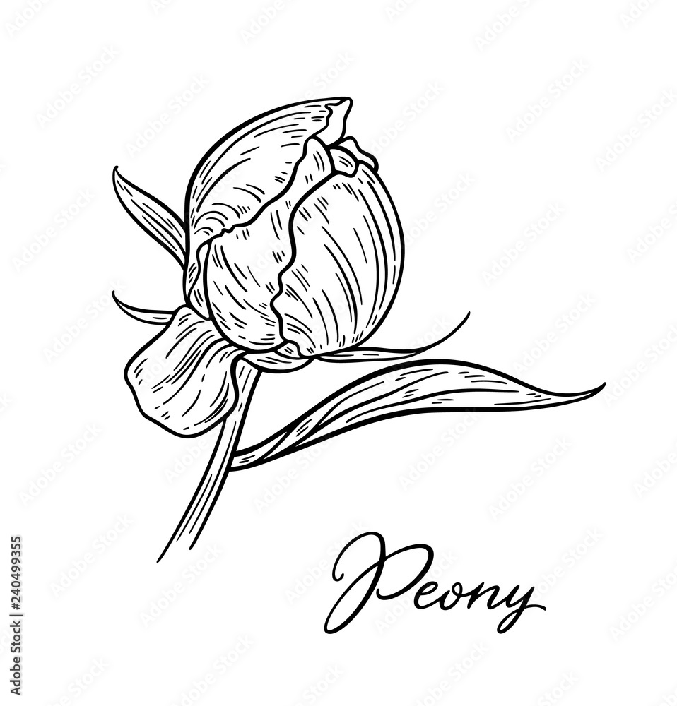 Peony flower hand drawn in lines. Black and white graphic doodle sketch floral vector illustration. Isolated on white background Peony flower hand drawn in lines. Black and white graphic doodle sketch floral vector illustration. Isolated on white background