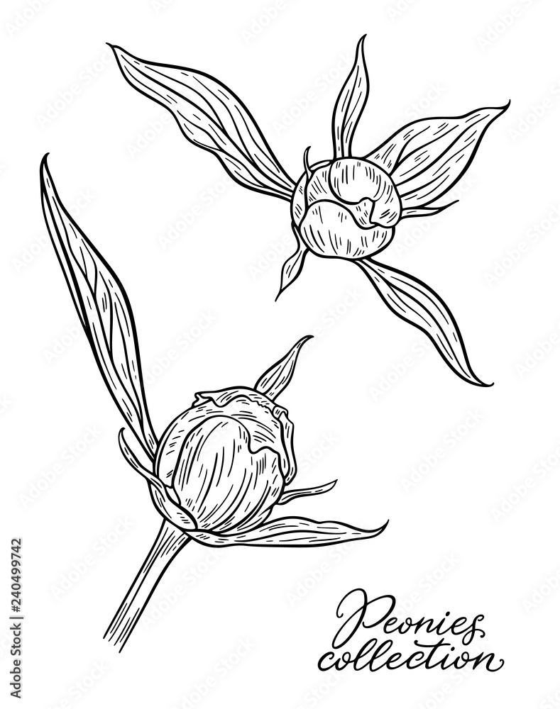 Peony flower bud hand drawn in lines. Black and white graphic doodle sketch floral vector illustration. Isolated on white background Peony flower bud hand drawn in lines. Black and white graphic doodle sketch floral vector illustration. Isolated on white background