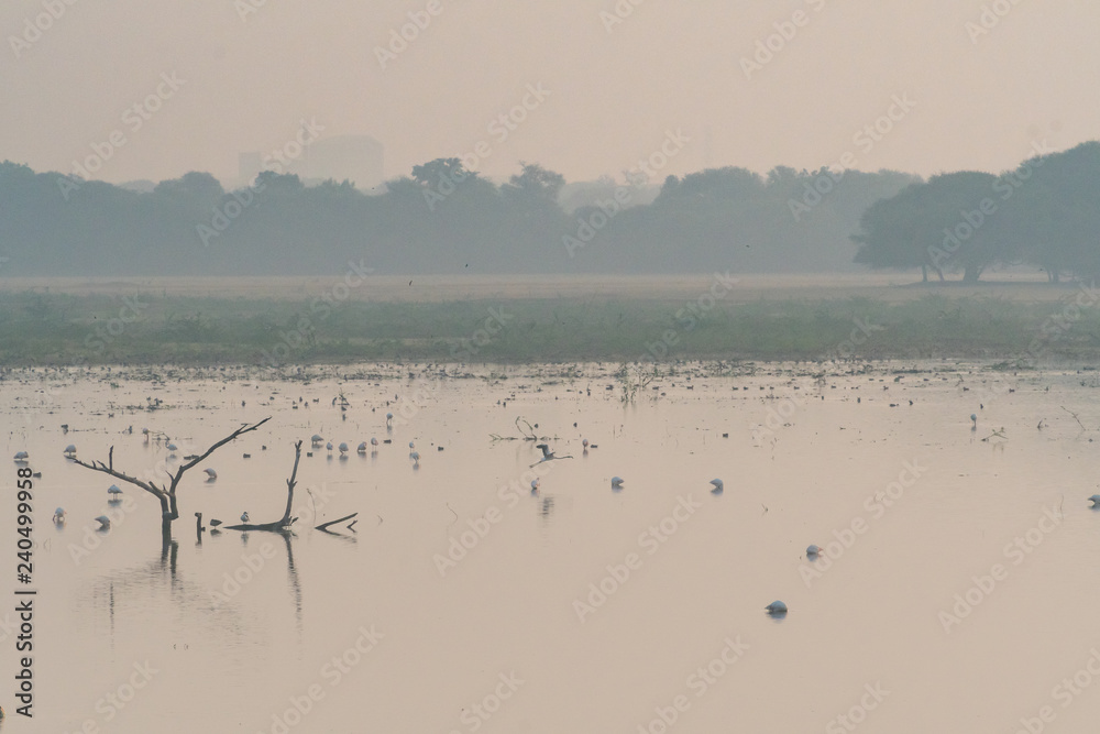 Naklejka premium Birds on Water