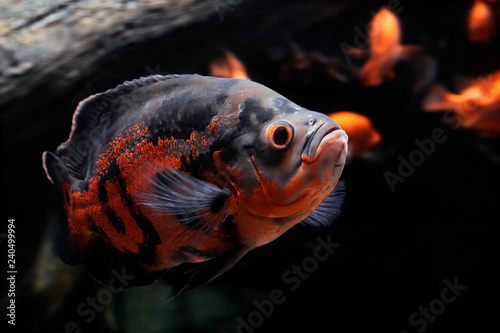 Oscar (Astronotus ocellatus) close-up photo