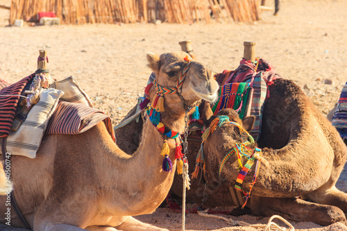 Camels with traditional bedouin saddle in Arabian desert, Egypt