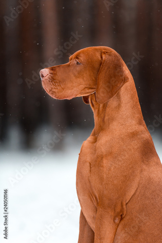 cute profile portrait of Hungarian vyzhla sit on snow in winter forest. look cool on camera photo