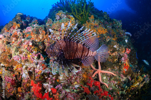 Colorful Lionfish patrolling a colorful tropical coral reef at sunset (Richelieu Rock, Thailand)