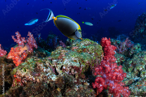 Tropical fish swimming over a healthy  colorful tropical coral reef in Thailand