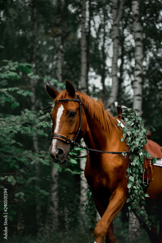 a horse in the forest with a beautiful Cape of leaves © Kseniya