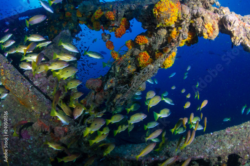 Large schools of colorful tropical fish swimming around an old, underwater shipwreck in the tropics (Boonsung)