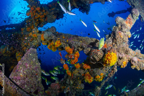 Large schools of colorful tropical fish swimming around an old  underwater shipwreck in the tropics  Boonsung 