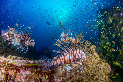 Beautiful Lionfish on an old shipwreck  surrounded by tropical fish at sunrise