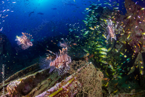 Beautiful Lionfish on an old shipwreck, surrounded by tropical fish at sunrise