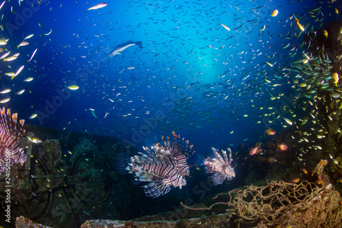 Beautiful Lionfish on an old shipwreck, surrounded by tropical fish at sunrise photo