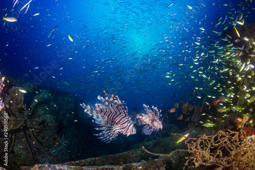 Fototapeta Naklejka Na Ścianę i Meble -  Beautiful Lionfish on an old shipwreck, surrounded by tropical fish at sunrise