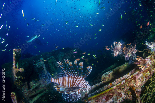 Beautiful Lionfish on an old shipwreck  surrounded by tropical fish at sunrise