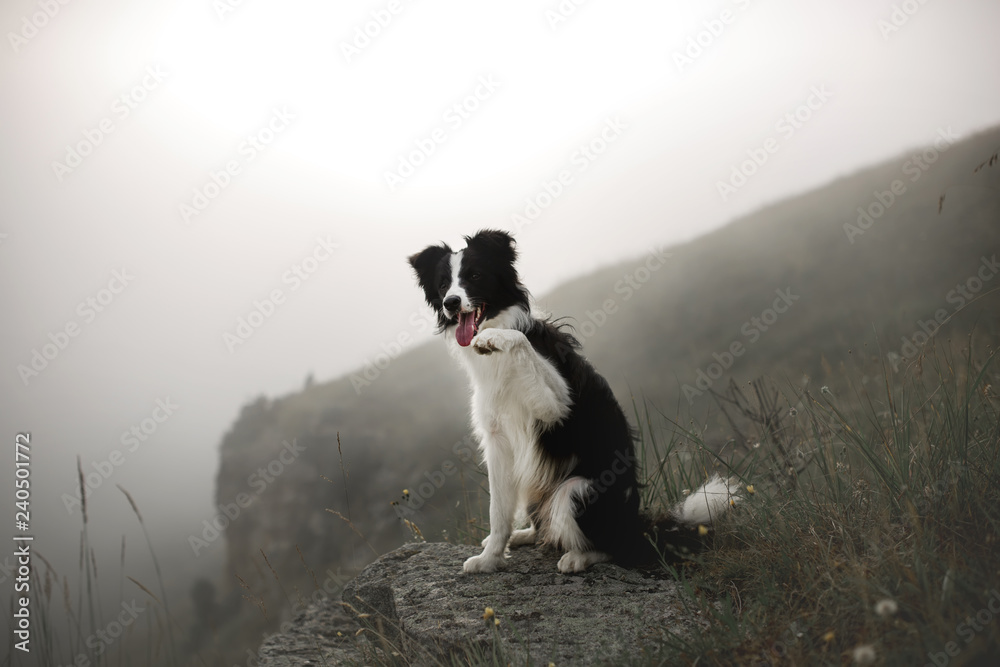 Obraz premium black and white dog border collie sit on rock in fog with flowers in mountain and give a paw