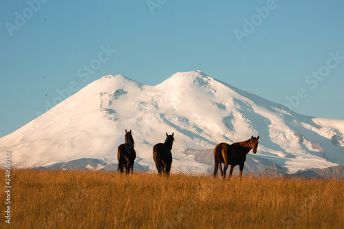 three wild horse on road to cool mountain with ice hat . mount elbrus © Kseniya