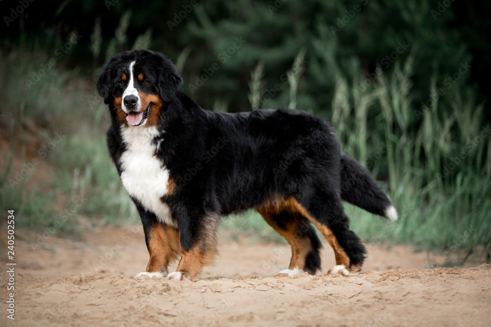 amazing portrait beautiful Bernese mountain dog stay in the park amazing portrait beautiful Bernese mountain dog stay in the park