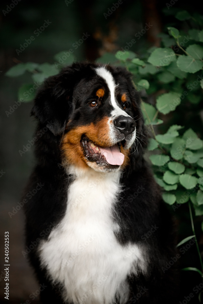 amazing portrait beautiful happy Bernese mountain dog in forest