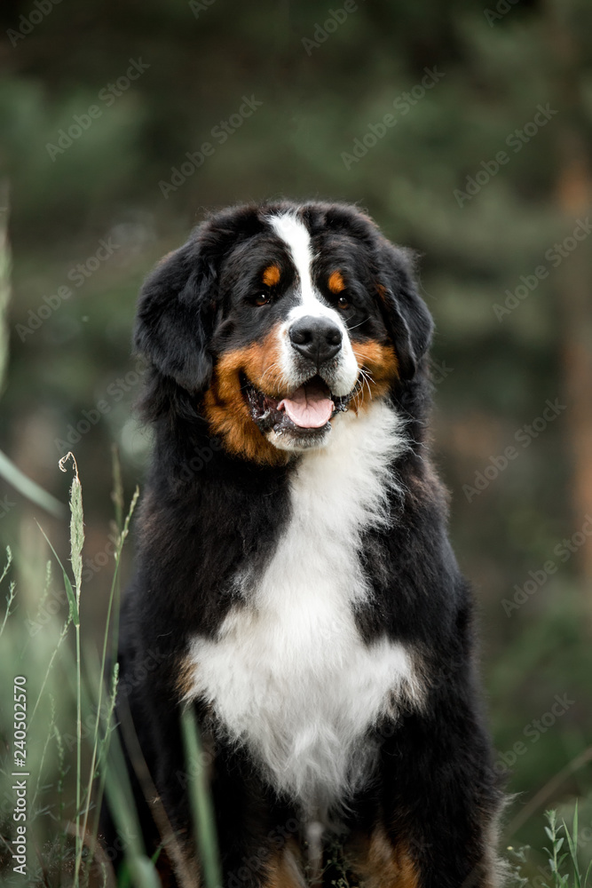 amazing portrait beautiful Bernese mountain dog in park