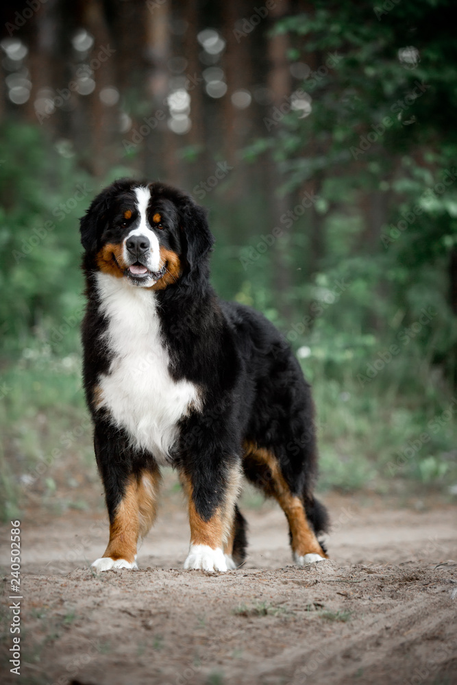 amazing portrait Bernese mountain dog stay in park amazing portrait Bernese mountain dog stay in park