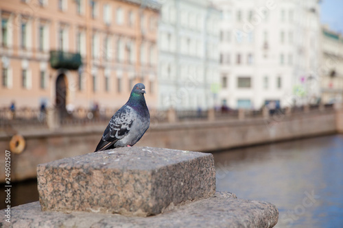Pigeon on the street of St. Petersburg in the morning. © Tatiana Nurieva