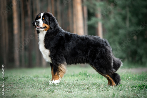 amazing portrait beautiful Bernese mountain dog stay