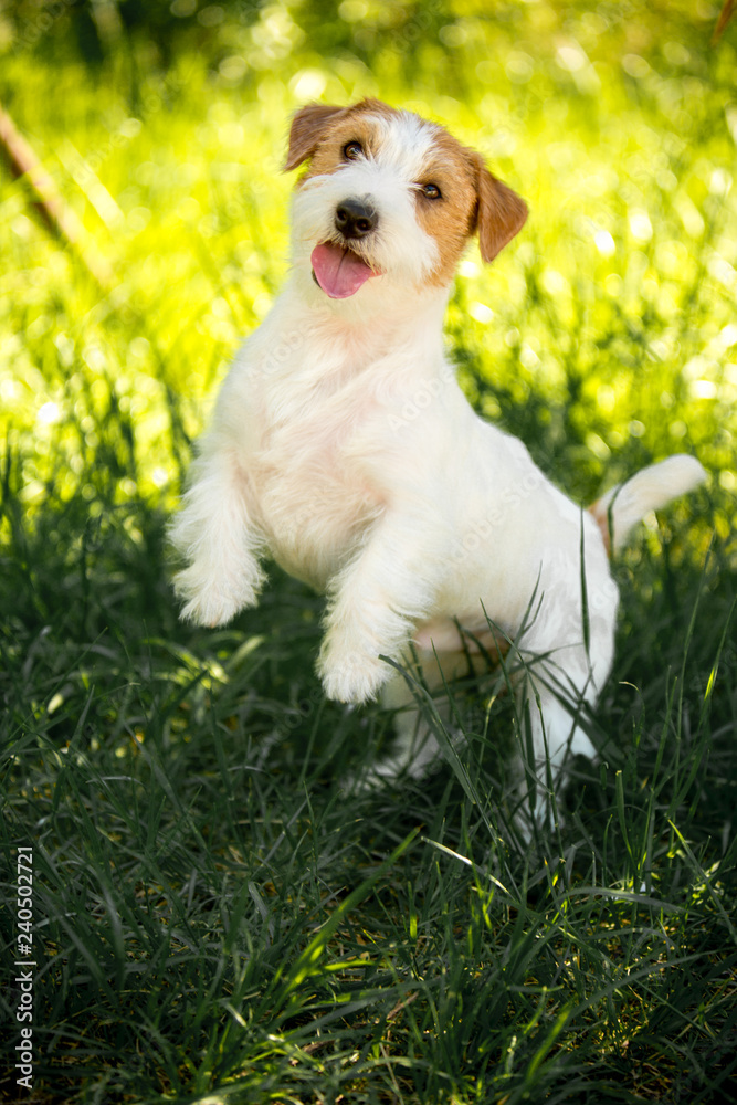 portrait amaizing cool Jack Russell Terrier puppy jump in the geen park