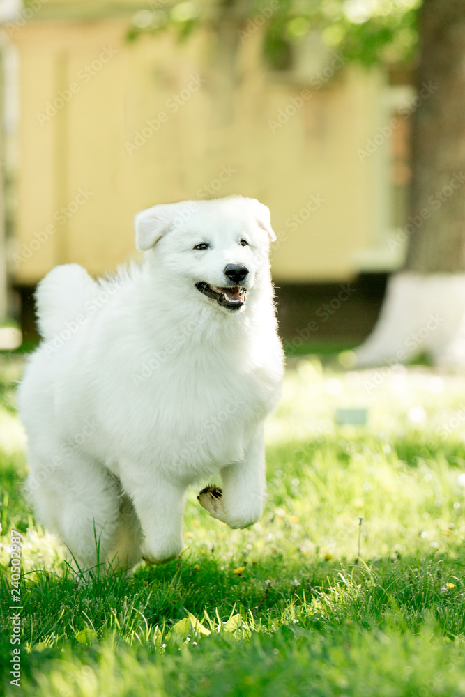 amazing dog morema run on grass in sunshine